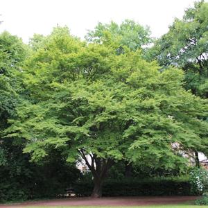 Japanese Maple