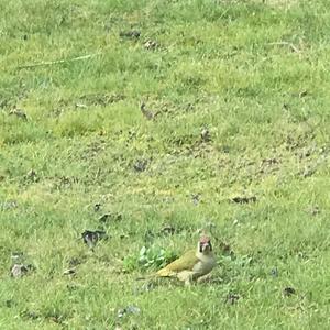 Eurasian Green Woodpecker