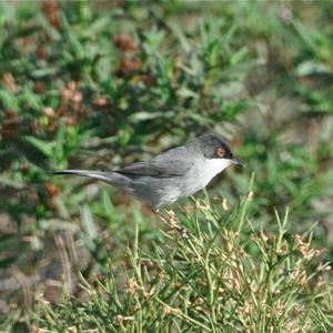 Sardinian Warbler