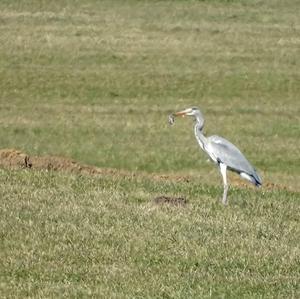 Grey Heron