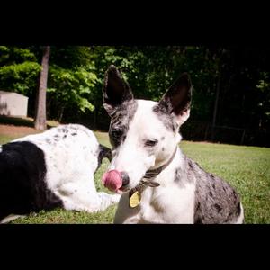 Unknown Breed