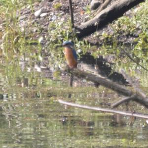 Common Kingfisher