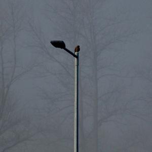 Common Kestrel