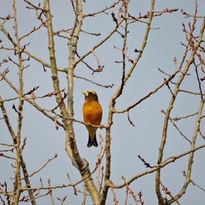 Evening Grosbeak