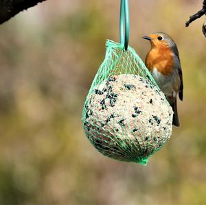 European Robin