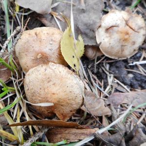 Agaricus impudicus