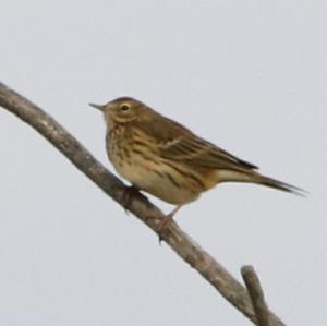 Tree Pipit