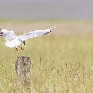 Black-headed Gull