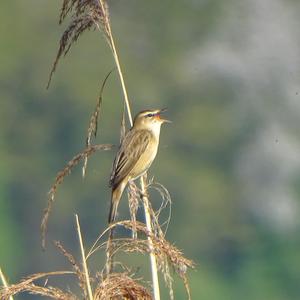 Sedge Warbler