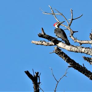 Pileated Woodpecker