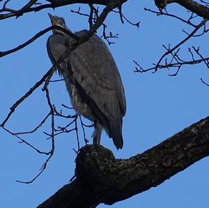 Grey Heron