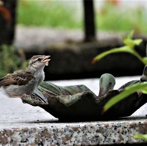 House Sparrow