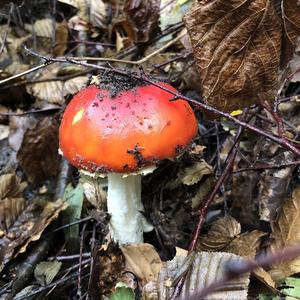 Fly Agaric