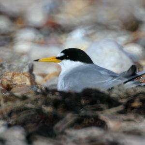 Little Tern