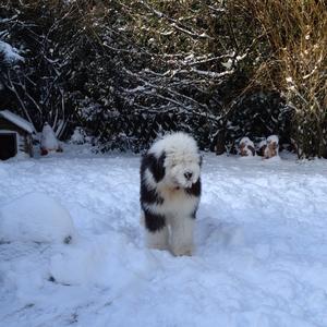 Old English Sheepdog