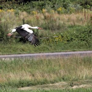 White Stork