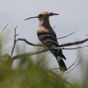 Eurasian Hoopoe