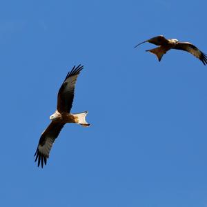 Red Kite