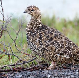 Hazel Grouse