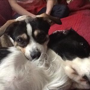 Unknown Breed