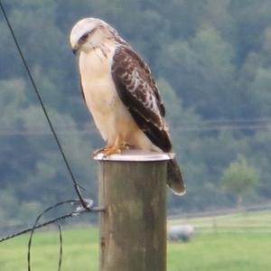 Common Buzzard