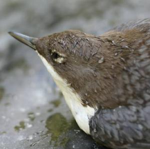 White-throated Dipper