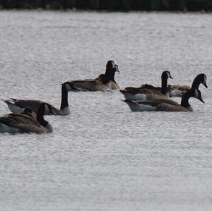 Canada Goose