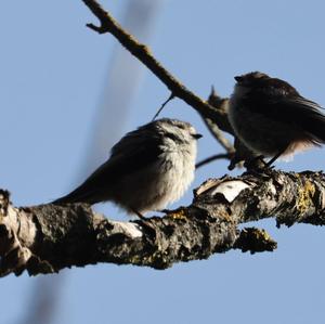 Long-tailed Tit