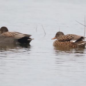 Gadwall