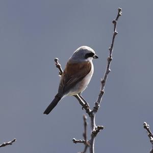 Red-backed Shrike