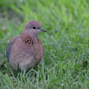 Laughing Dove