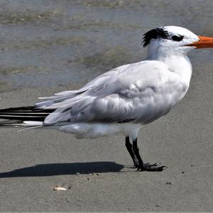 Common Tern