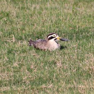 Great Thick-knee