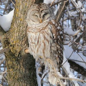 Barred Owl