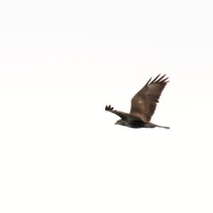 Western Marsh-harrier