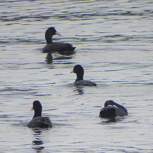 Common Coot