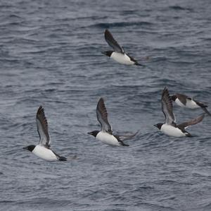 Thick-billed Guillemot