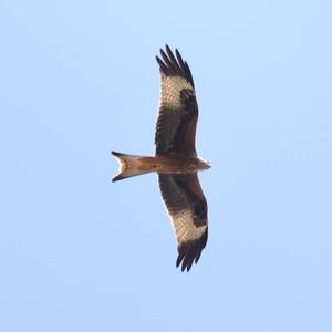 Red Kite