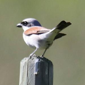 Red-backed Shrike