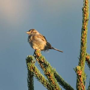 House Sparrow