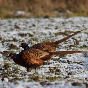 Common Pheasant