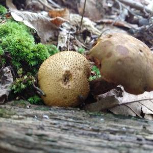 Pigskin Poison Puffball