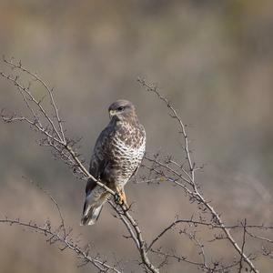 Common Buzzard