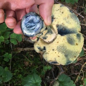 Bluing Bolete