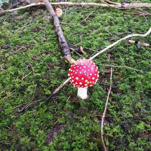 Fly Agaric