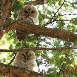 Tawny Owl