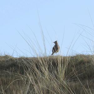 Eurasian Skylark