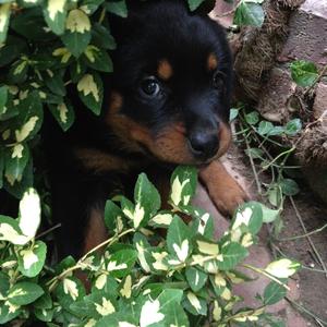 Rottweiler