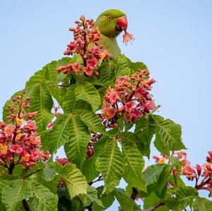 Alexandrine Parakeet