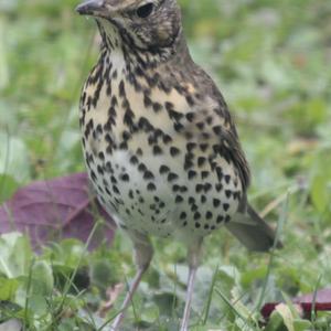 Song Thrush